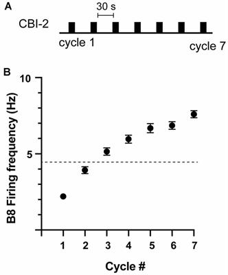 The Complement of Projection Neurons Activated Determines the Type of Feeding Motor Program in Aplysia